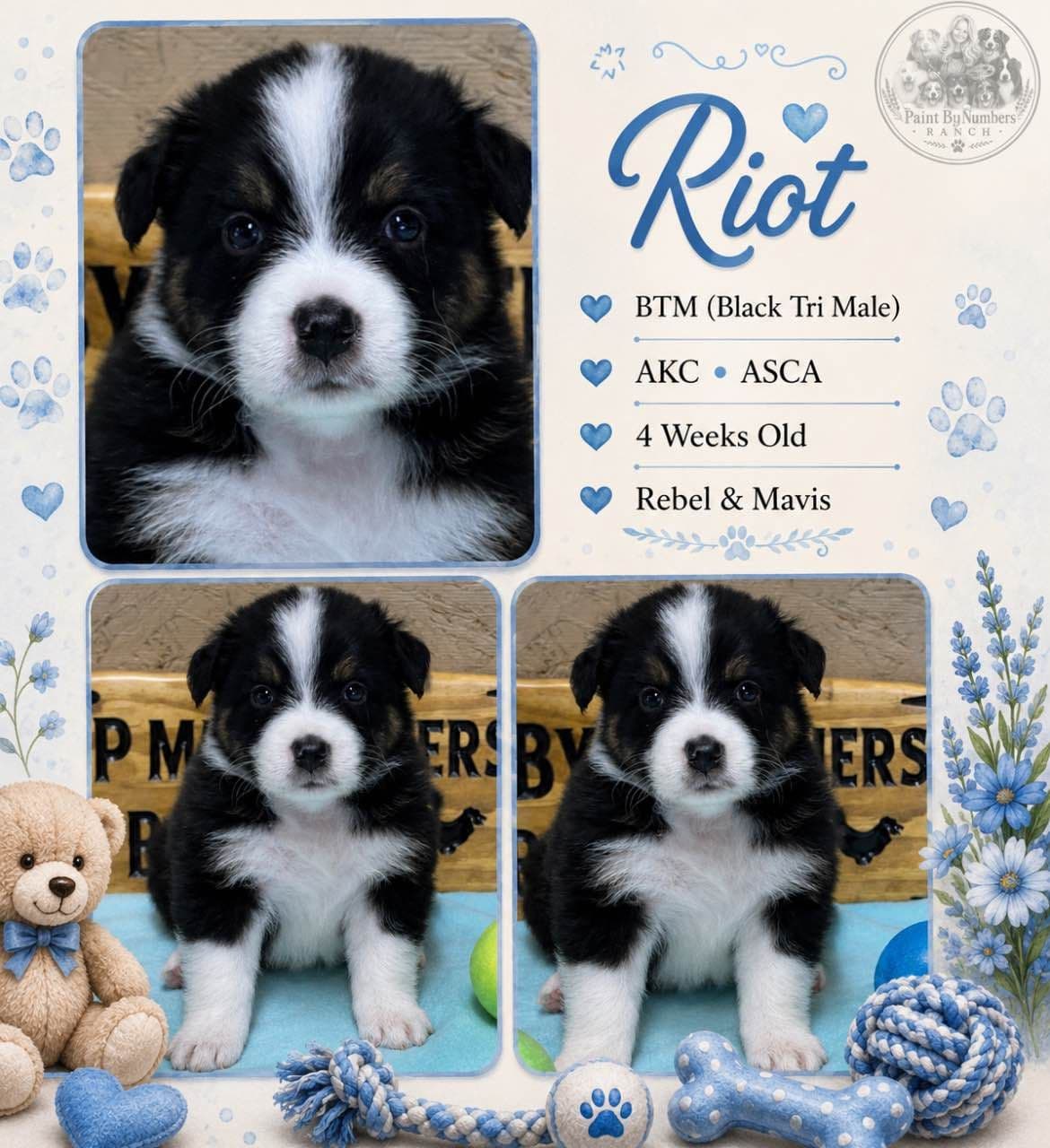 Australian Shepherd Puppies breeder image 11