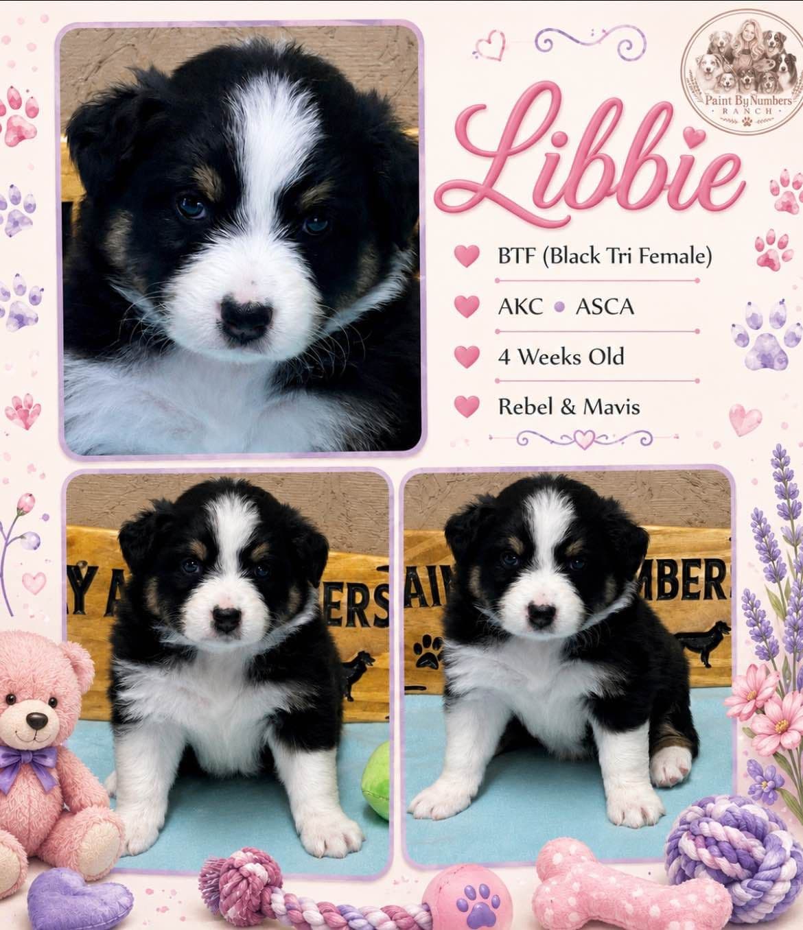 Australian Shepherd Puppies breeder image 13