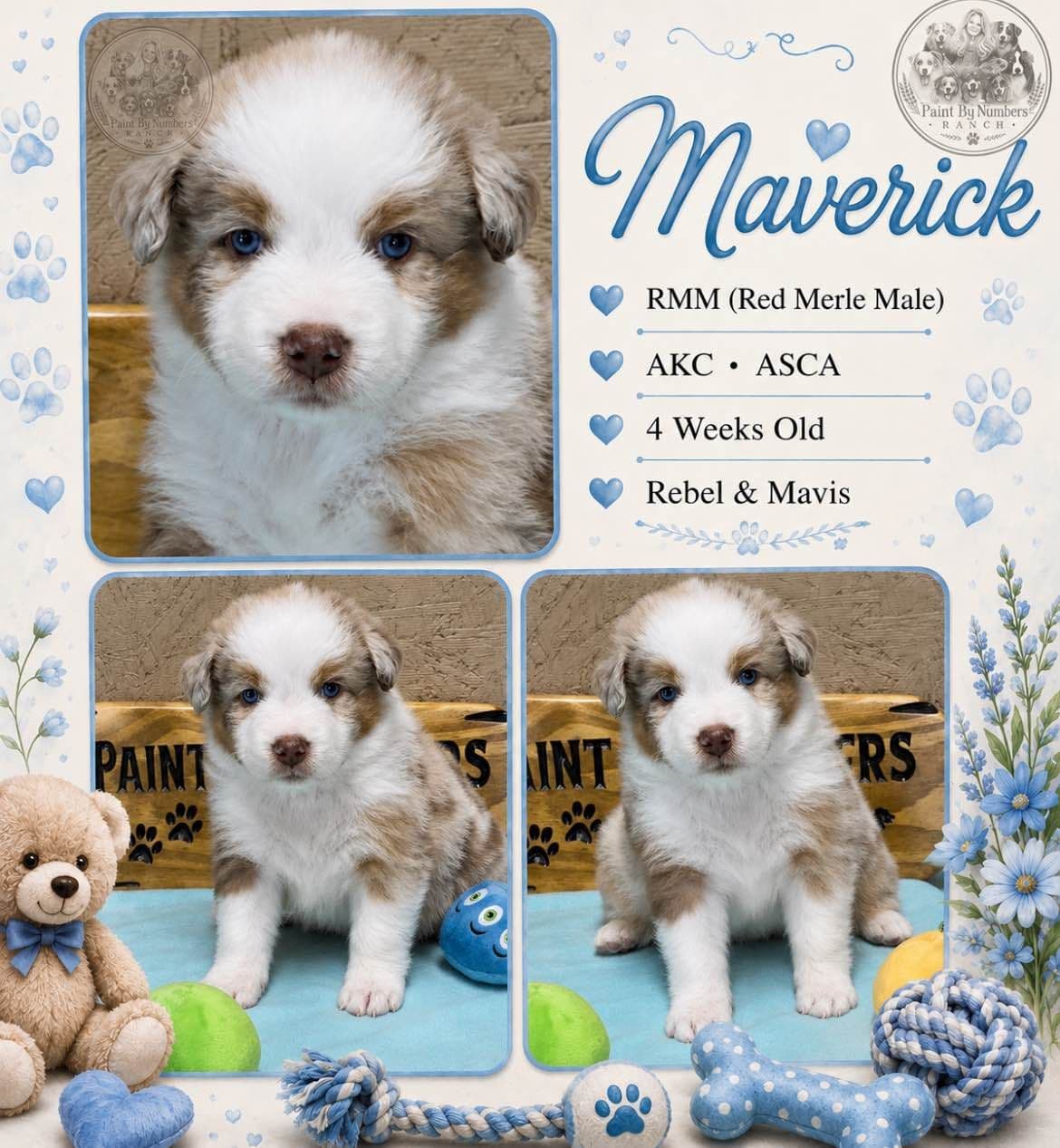 Australian Shepherd Puppies breeder image 14