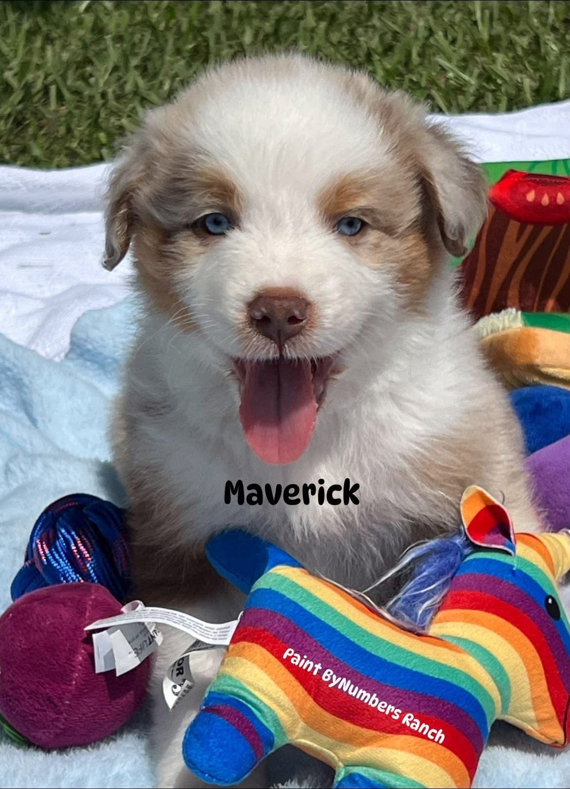 Australian Shepherd Puppies breeder image 4