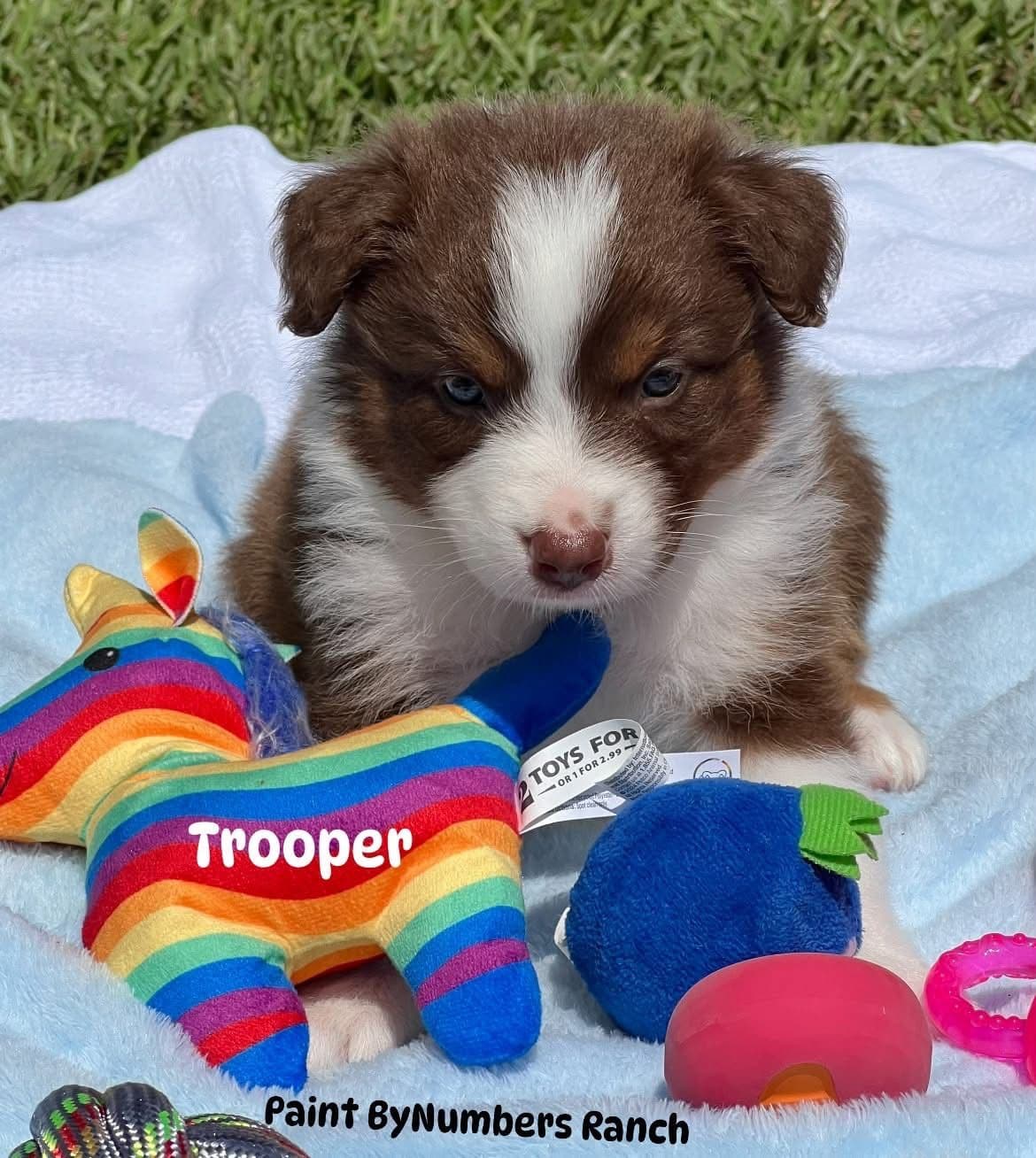 Australian Shepherd Puppies breeder image 5