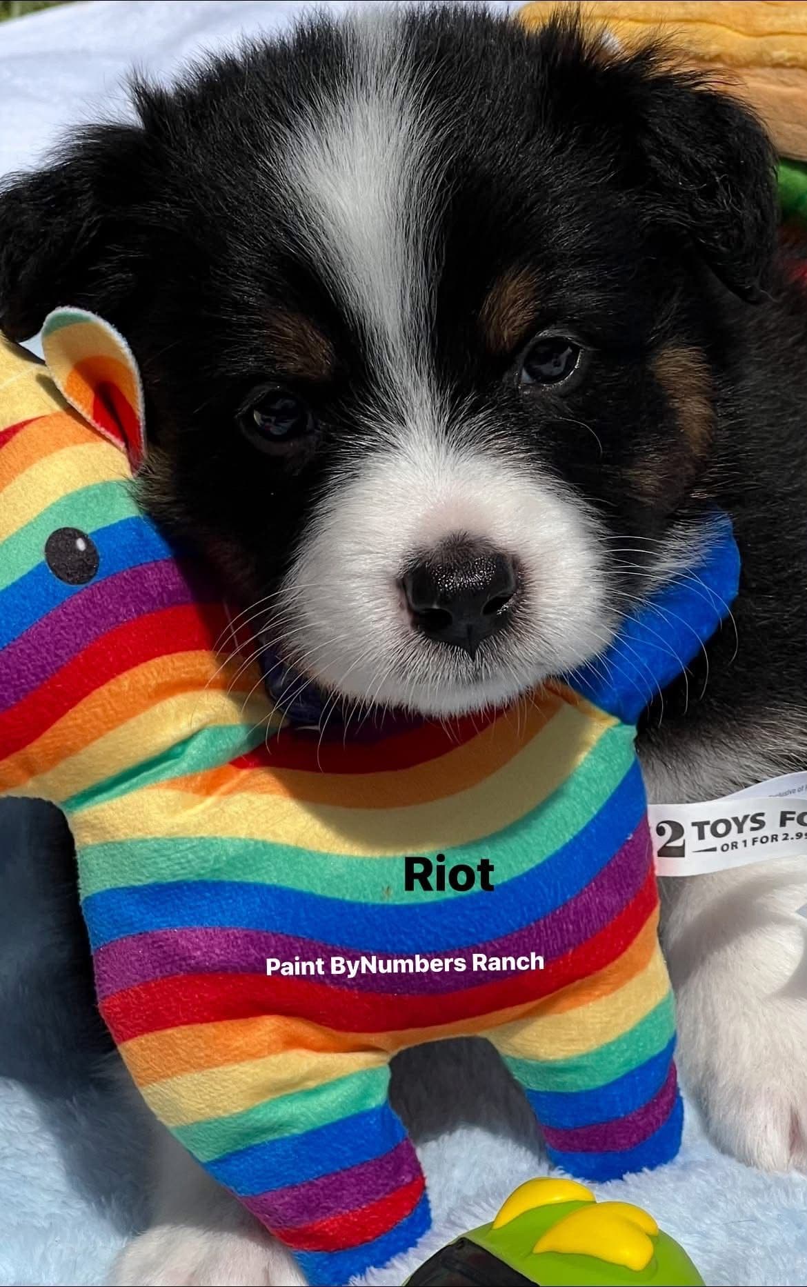Australian Shepherd Puppies breeder image 6