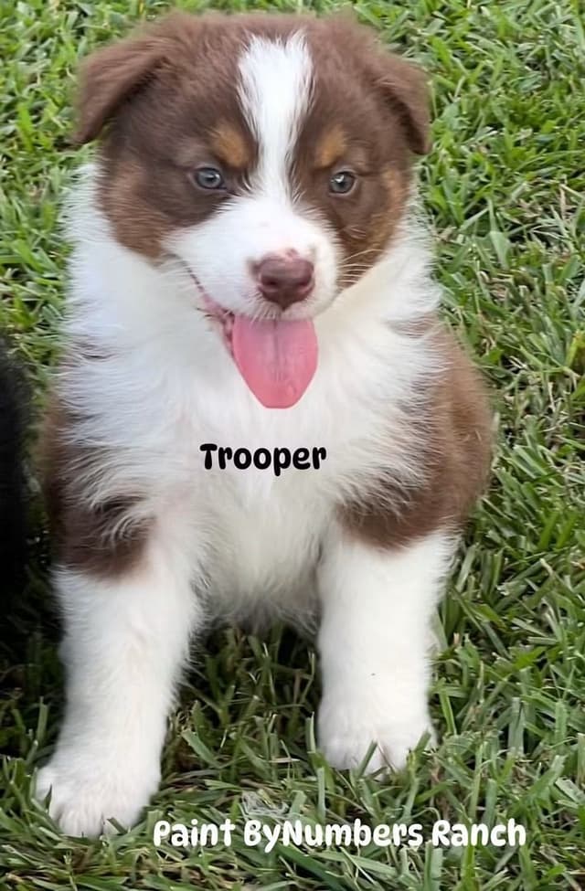 Australian Shepherd Puppies media 3