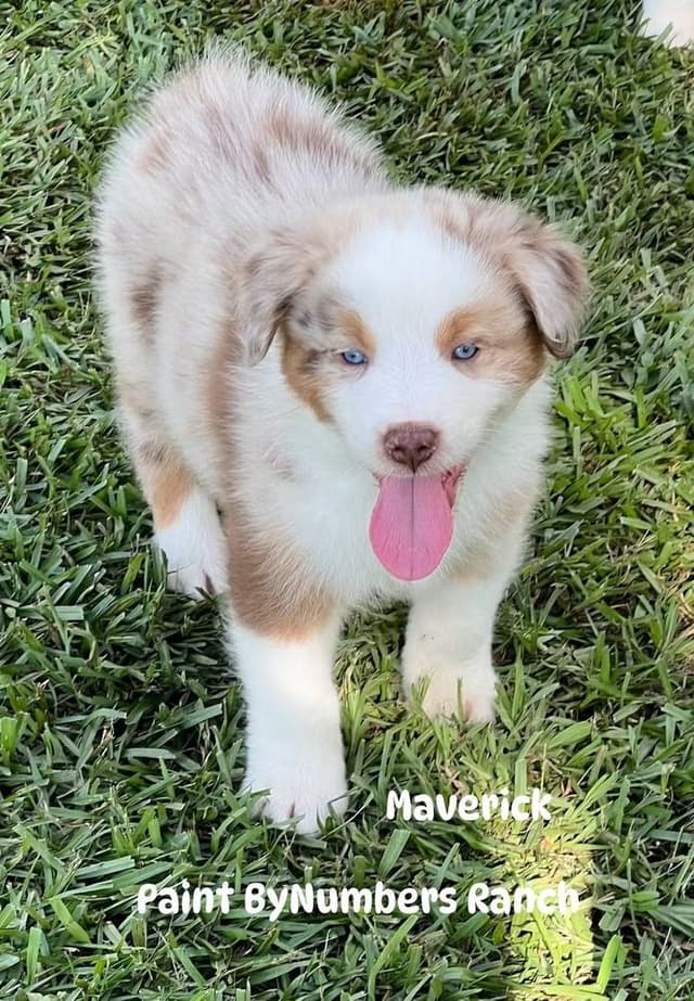 Australian Shepherd Puppies media 4