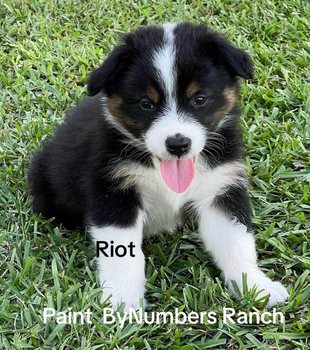 Australian Shepherd Puppies media 5