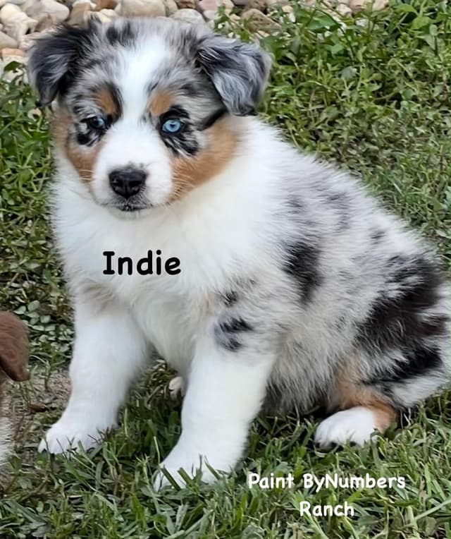 Australian Shepherd Puppies media 6
