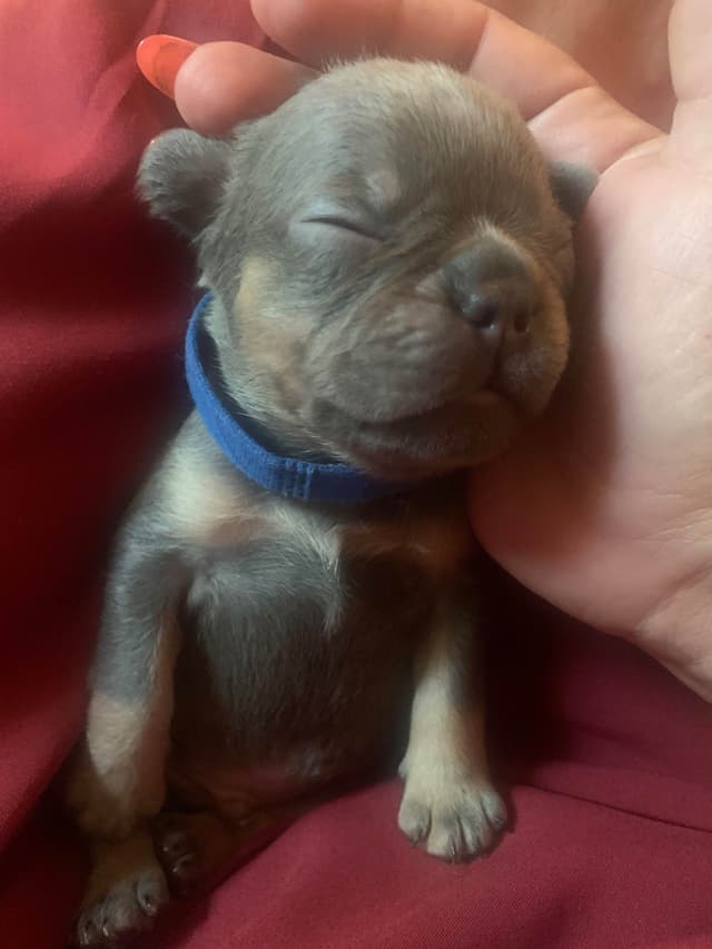 AKC French Bulldog Puppies media 4