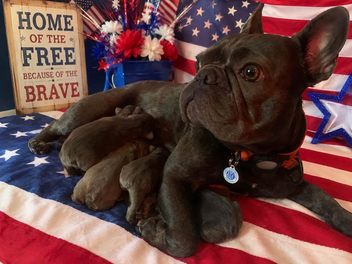 AKC French Bulldog Puppies breeder image 2
