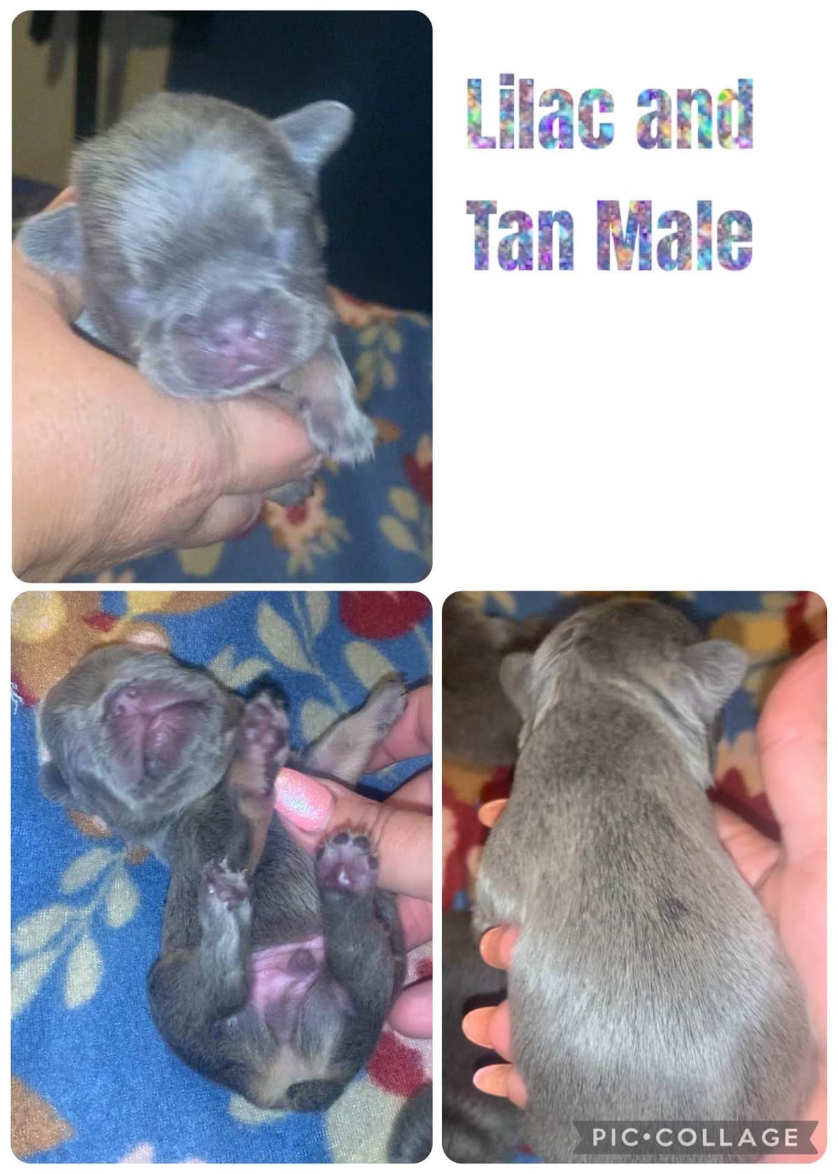 AKC French Bulldog Puppies breeder image 4