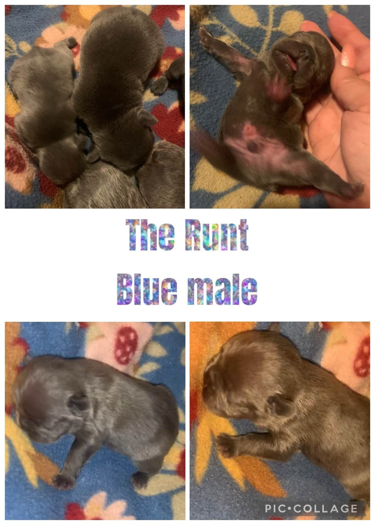 AKC French Bulldog Puppies breeder image 5
