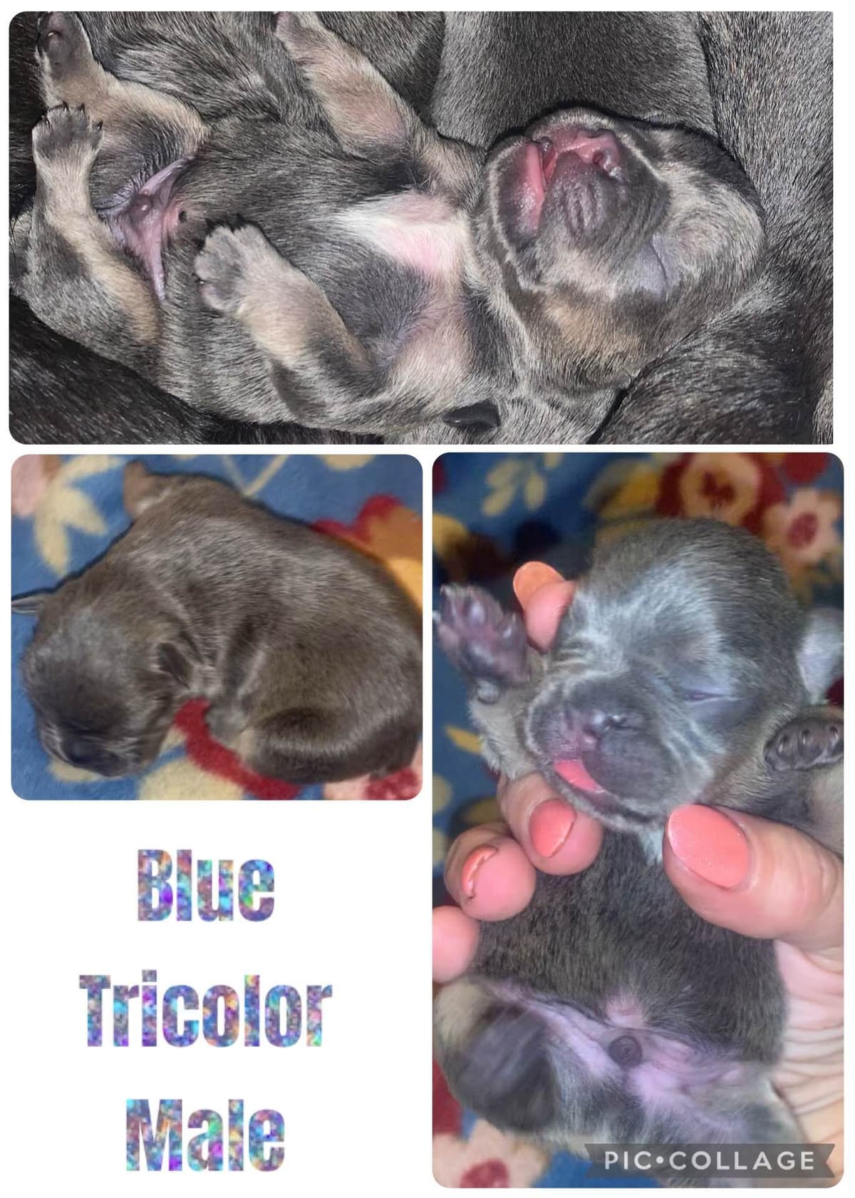 AKC French Bulldog Puppies breeder image 6