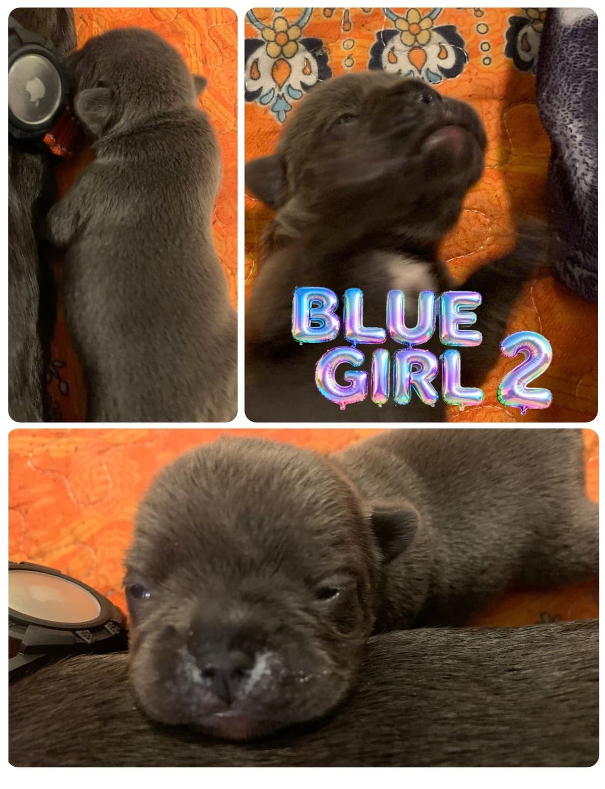 AKC French Bulldog Puppies breeder image 9