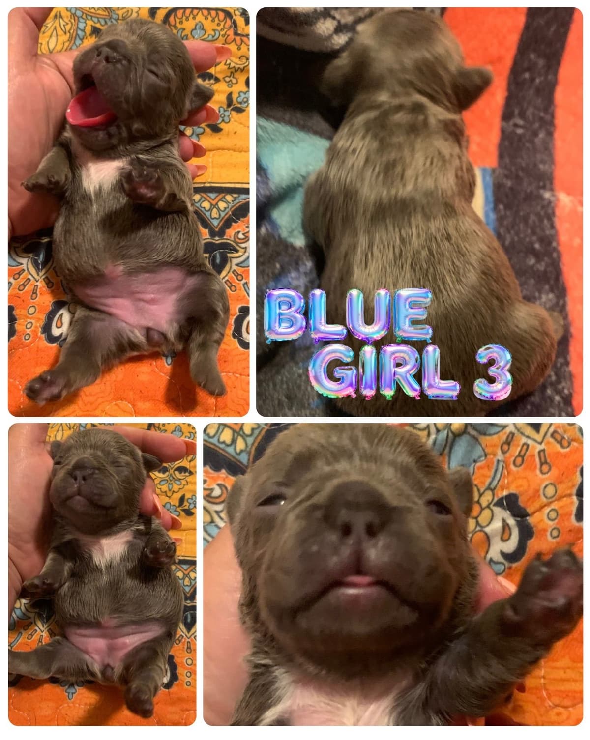 AKC French Bulldog Puppies breeder image 8