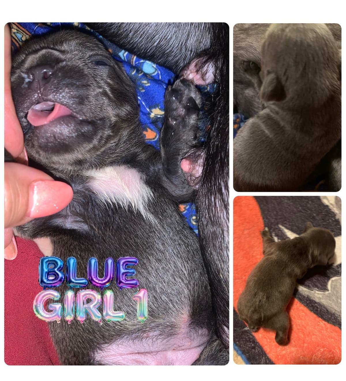 AKC French Bulldog Puppies breeder image 7