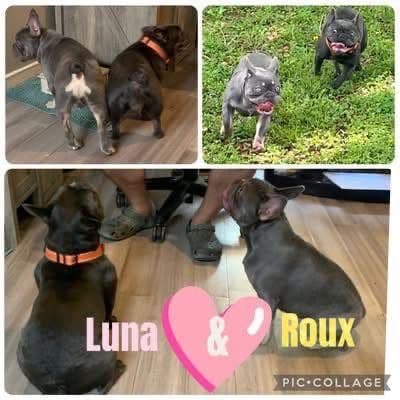 AKC French Bulldog Puppies media 5