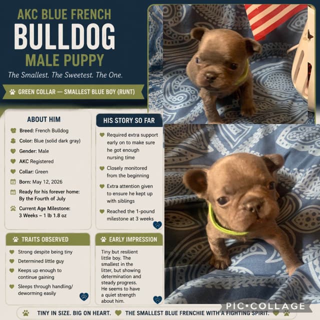 AKC French Bulldog Puppies media 11