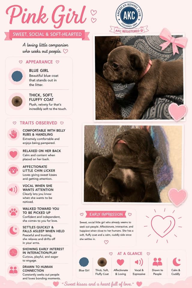 AKC French Bulldog Puppies media 10