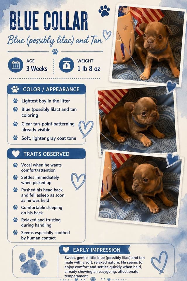 AKC French Bulldog Puppies media 3