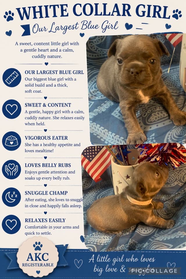 AKC French Bulldog Puppies media 6