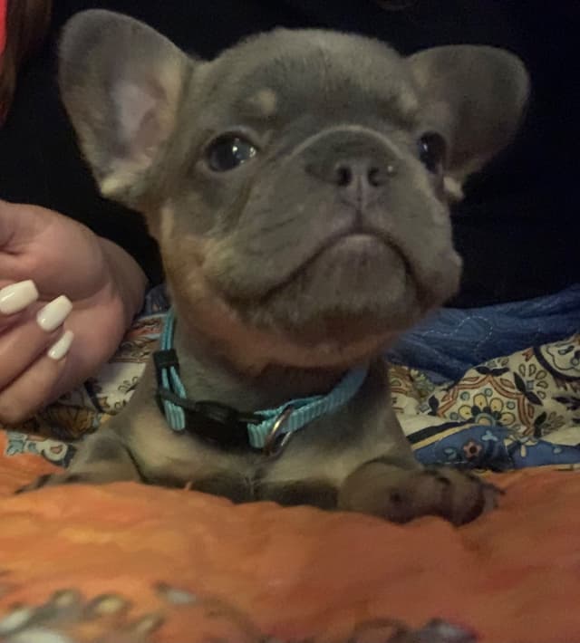 AKC French Bulldog Puppies media 2