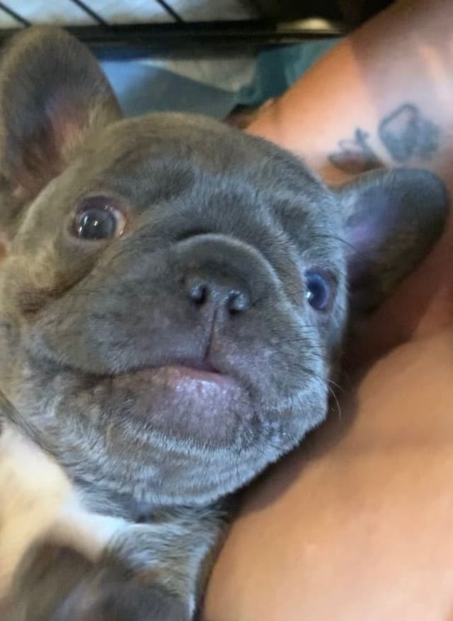 AKC French Bulldog Puppies media 13