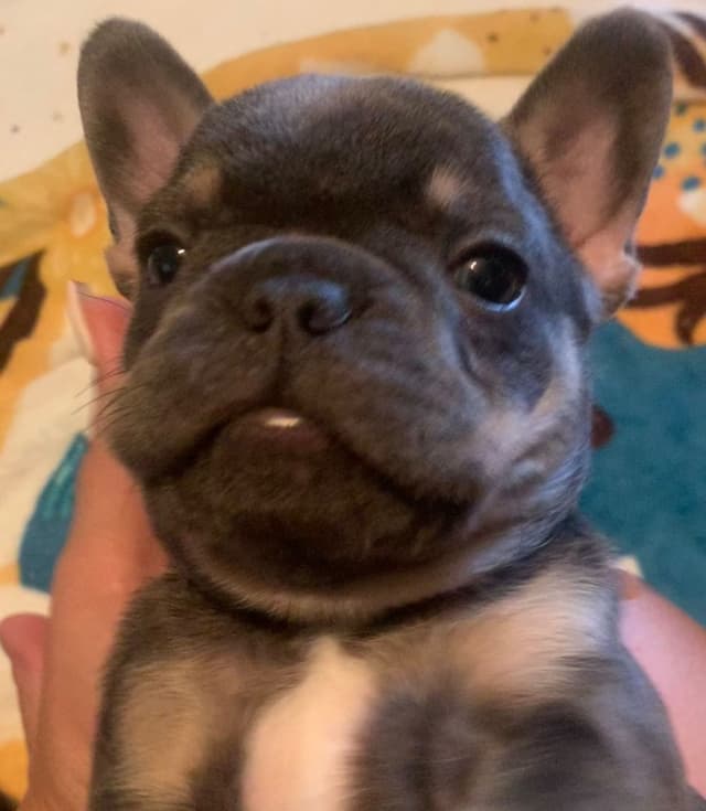 AKC French Bulldog Puppies media 15