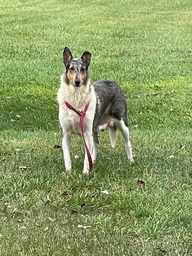 Smooth Collie Puppies media 2