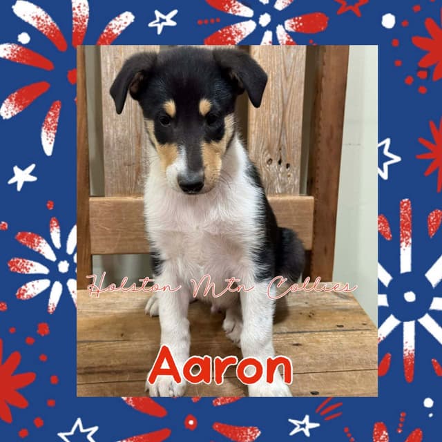 Smooth Collie Puppies media 3