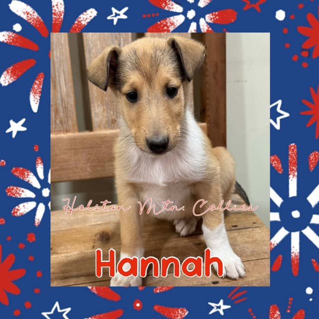 Smooth Collie Puppies media 6