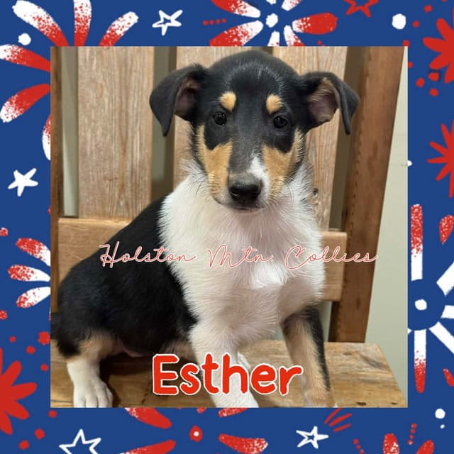 Smooth Collie Puppies media 5