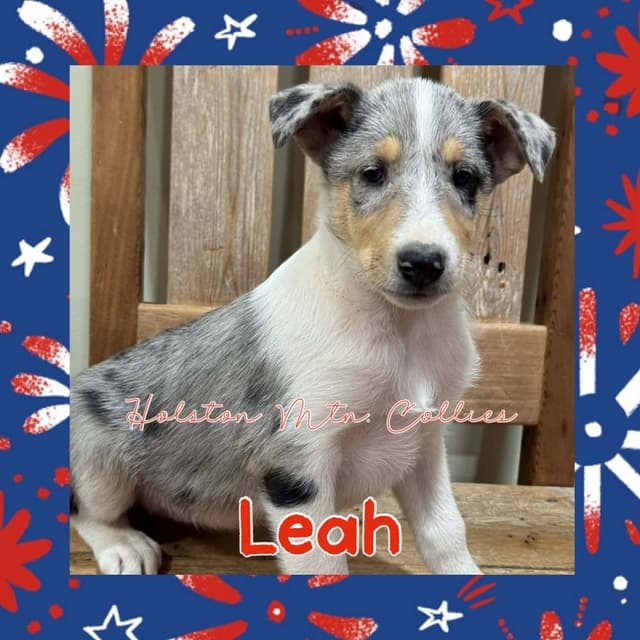 Smooth Collie Puppies media 7