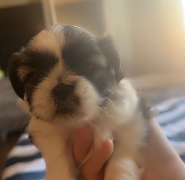 Shih Tzu Puppies media 3