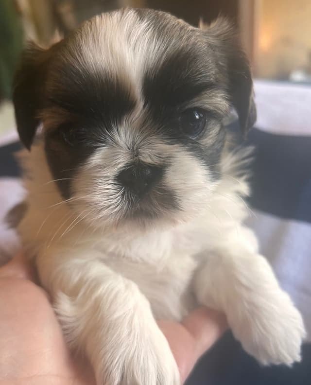 Shih Tzu Puppies media 4