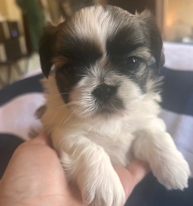 Shih Tzu Puppies media 7