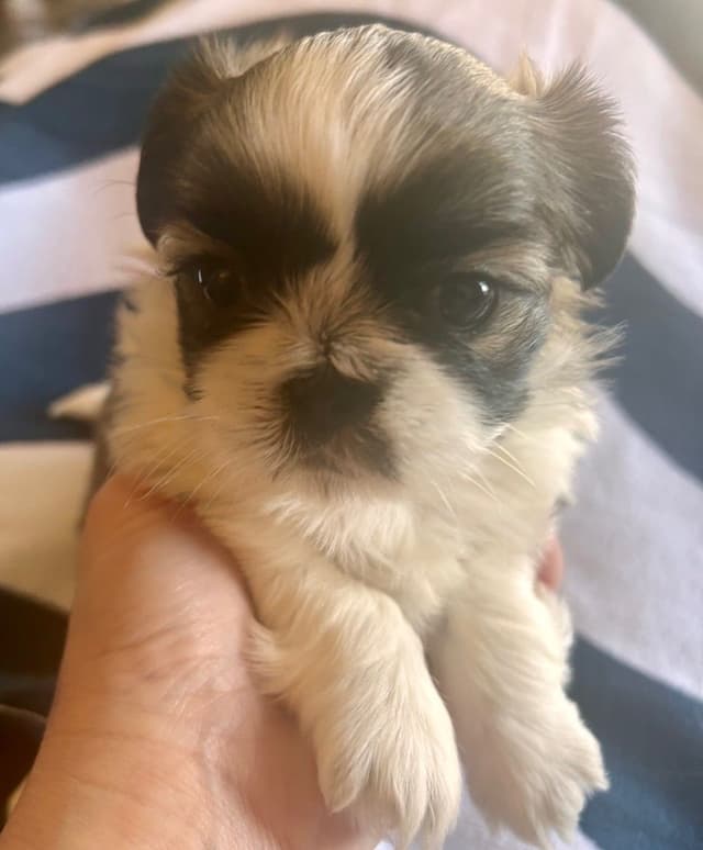 Shih Tzu Puppies media 5