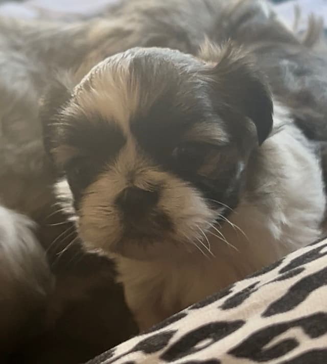 Shih Tzu Puppies media 6