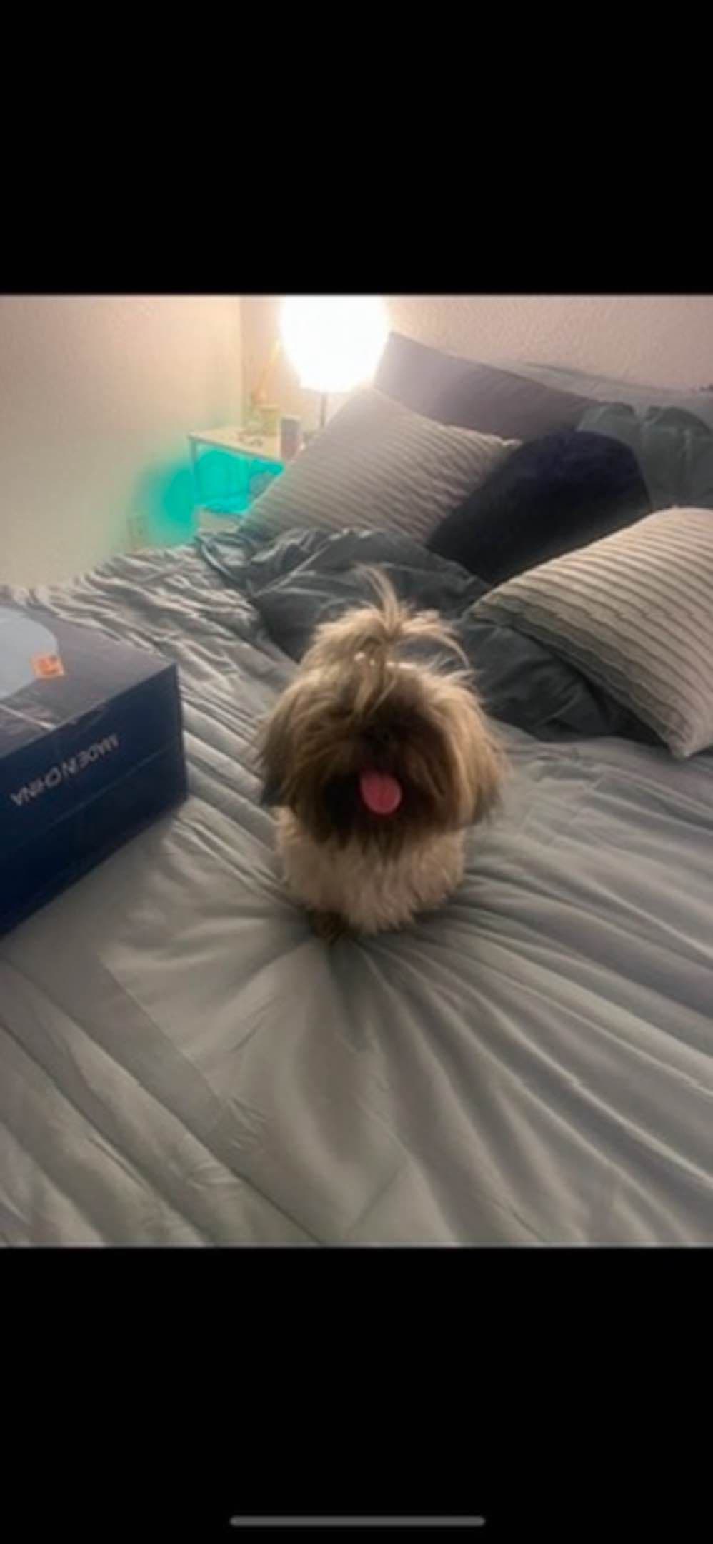 Shih Tzu Puppies breeder image 1