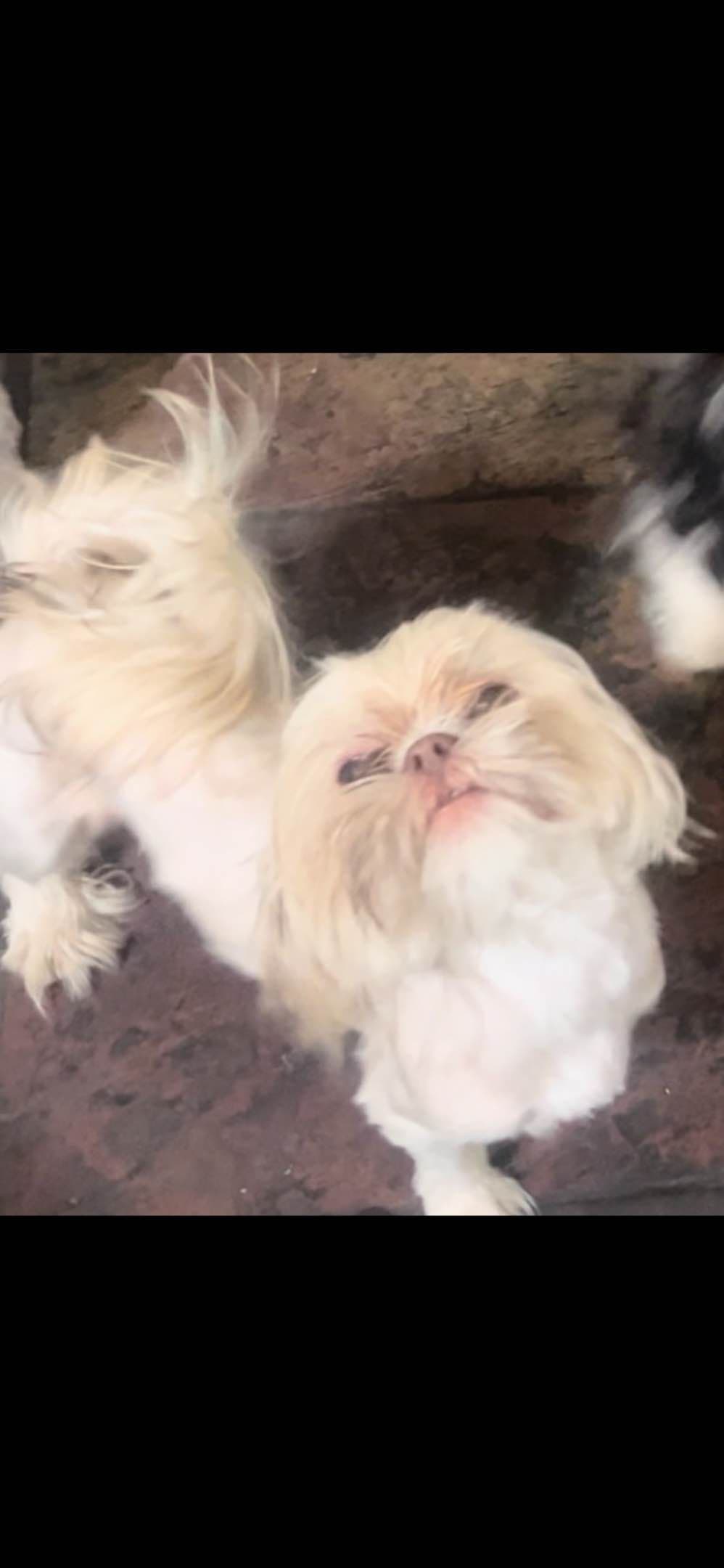 Shih Tzu Puppies breeder image 2