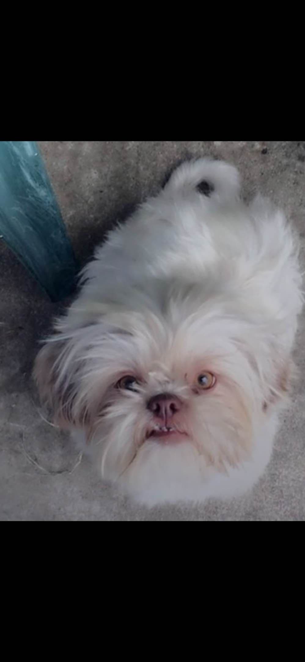 Shih Tzu Puppies breeder image 3