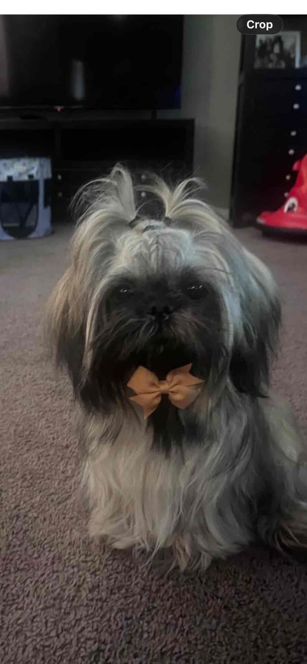 Shih Tzu Puppies breeder image 4