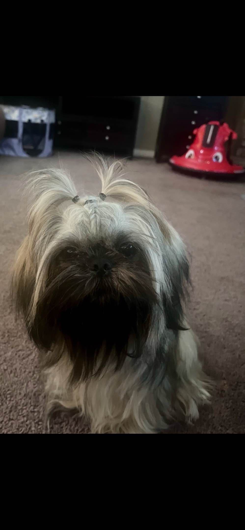 Shih Tzu Puppies breeder image 5