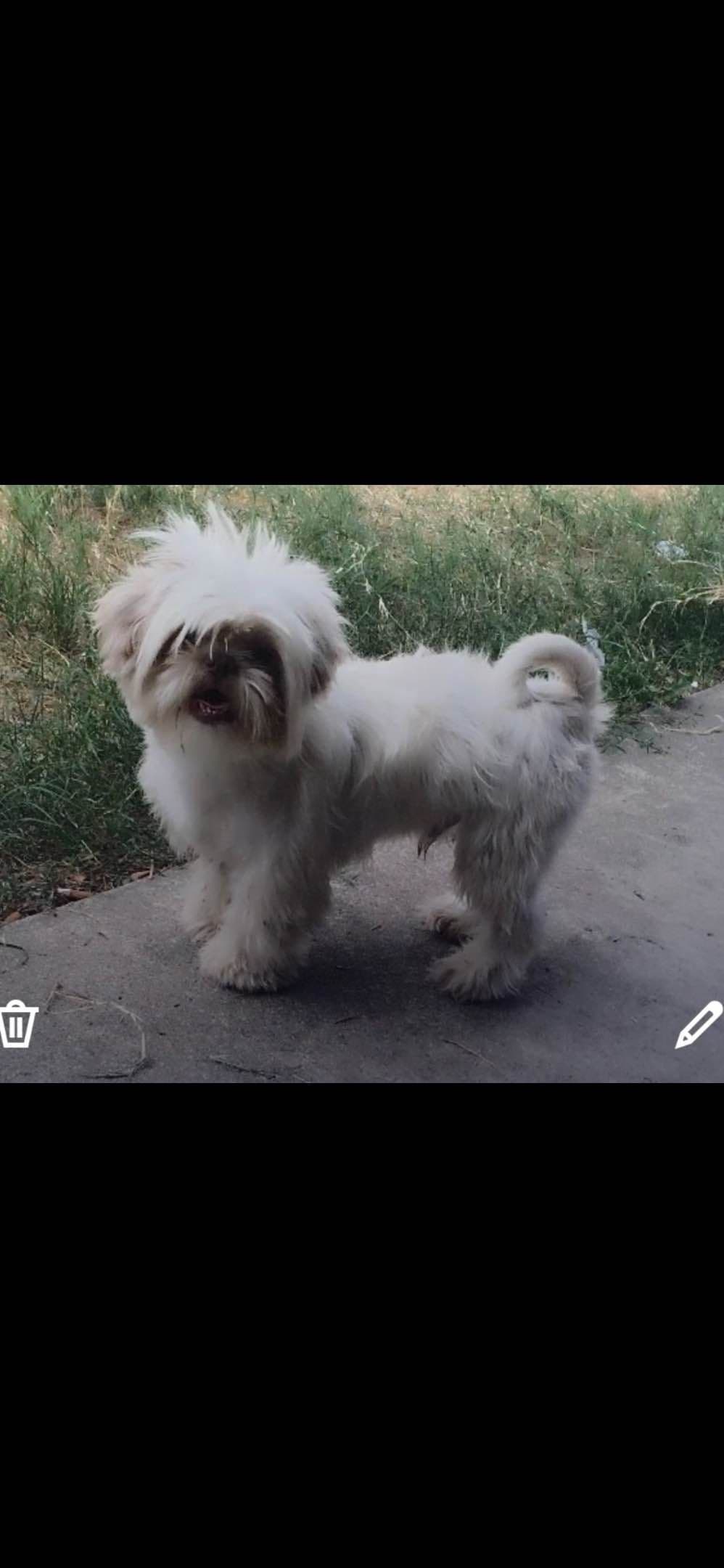 Shih Tzu Puppies breeder image 6
