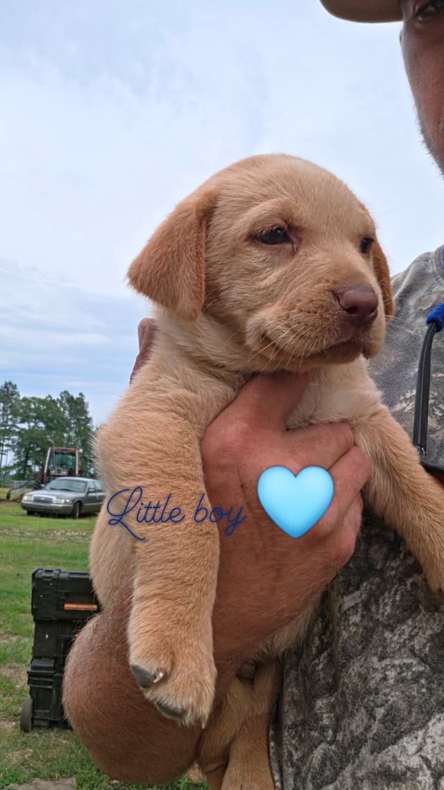 Labrador Retriever champion bloodline pups media 2