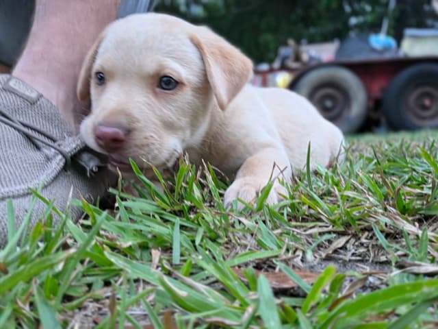 Labrador Retriever champion bloodline pups media 3