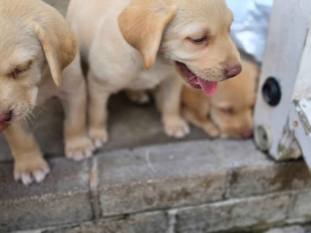Labrador Retriever champion bloodline pups media 5