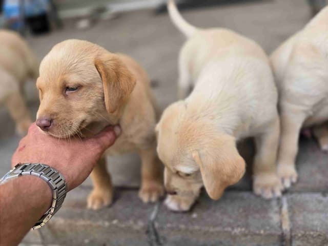 Labrador Retriever champion bloodline pups media 4