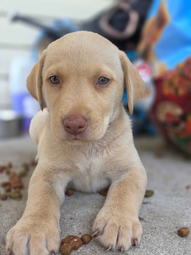 Labrador Retriever champion bloodline pups media 8