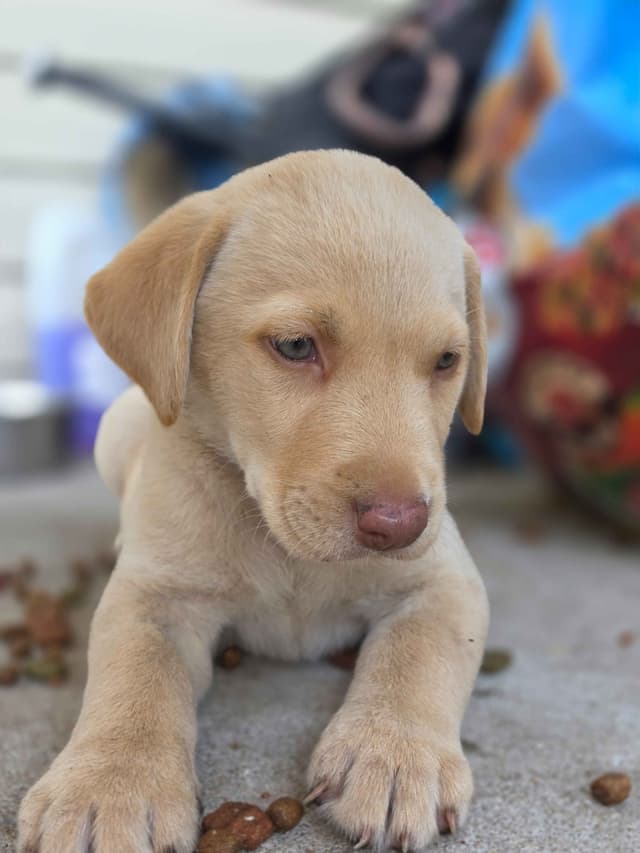 Labrador Retriever champion bloodline pups media 6