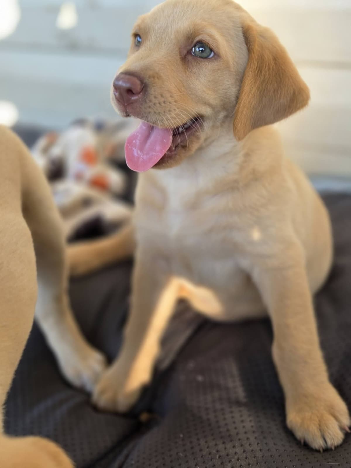 Labrador Retriever champion bloodline pups breeder image 4