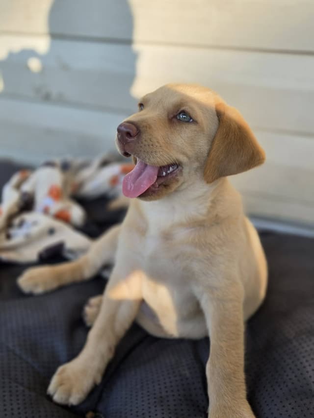 Labrador Retriever champion bloodline pups media 9